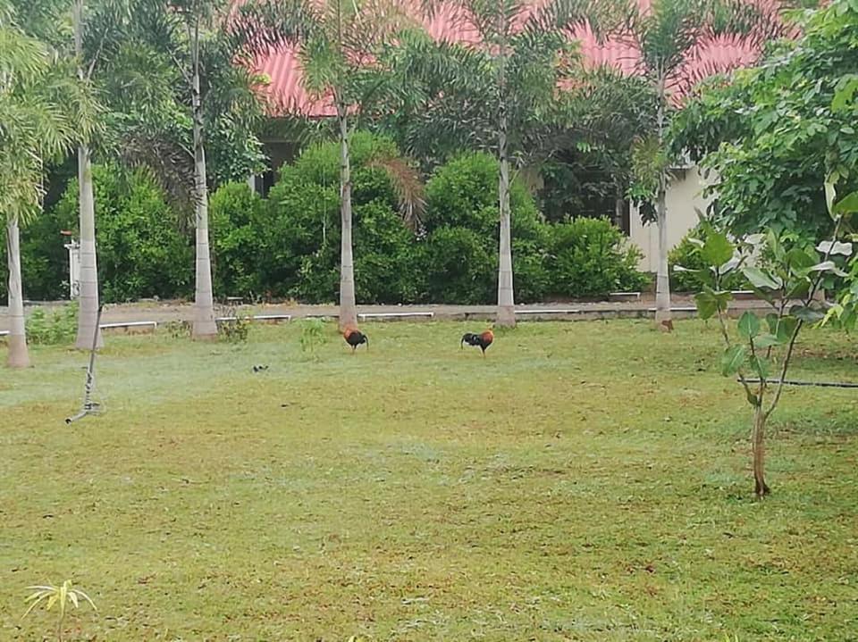 Hotel Tree Garden Wilpaththu Nochchiyagma Anuradhapura Nochchiyagama Εξωτερικό φωτογραφία