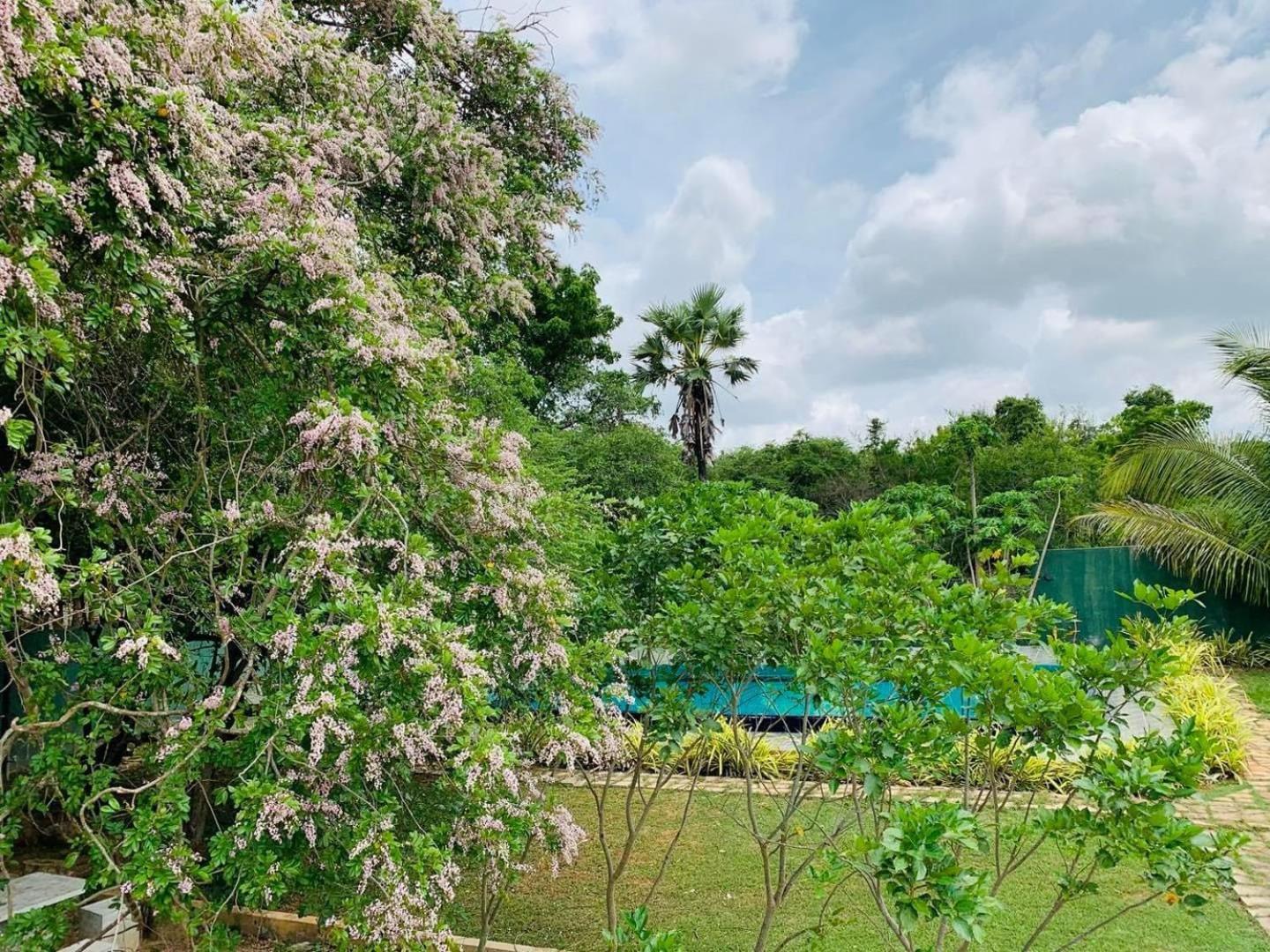 Hotel Tree Garden Wilpaththu Nochchiyagma Anuradhapura Nochchiyagama Εξωτερικό φωτογραφία