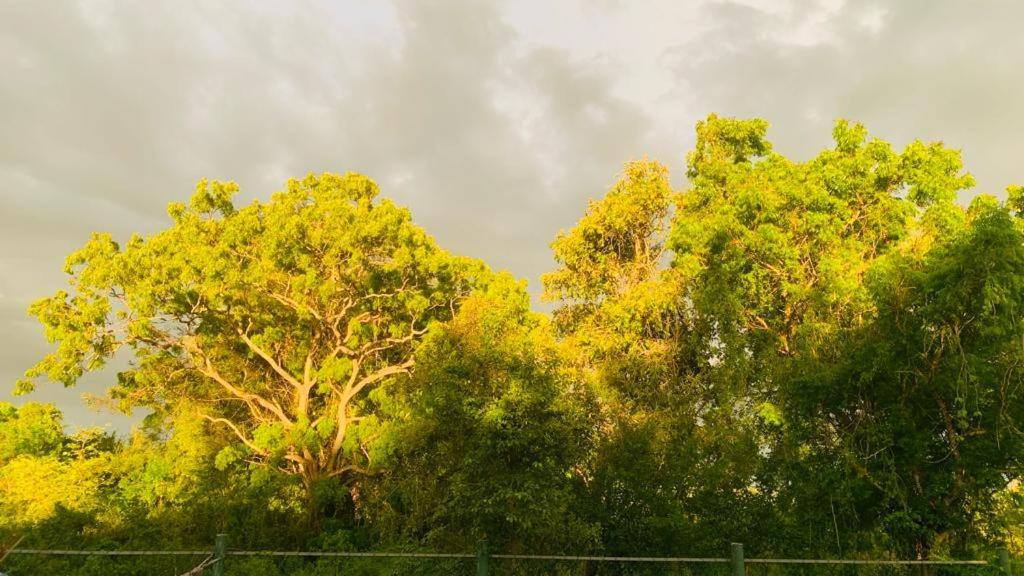 Hotel Tree Garden Wilpaththu Nochchiyagma Anuradhapura Nochchiyagama Εξωτερικό φωτογραφία