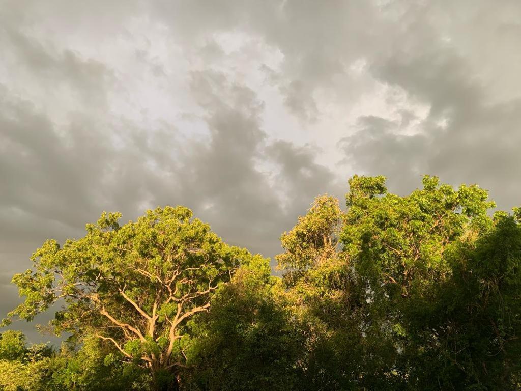 Hotel Tree Garden Wilpaththu Nochchiyagma Anuradhapura Nochchiyagama Εξωτερικό φωτογραφία
